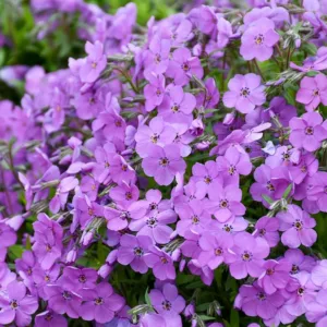 Phlox Purple Sprite, Creeping phlox Purple Sprite, Spring Phlox Purple Sprite, Purple Phlox, Purple flowers