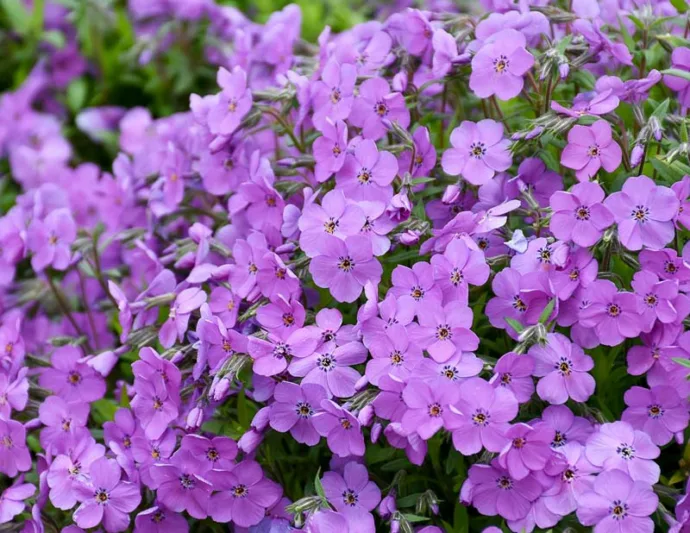 Phlox Purple Sprite, Creeping phlox Purple Sprite, Spring Phlox Purple Sprite, Purple Phlox, Purple flowers