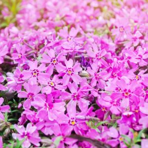 Phlox Subulata, Alpine Phlox, Creeping Phlox, Moss Phlox, Moss Pink, Rock Pink, Pink Phlox, Pink flowers, Pink Groundcover