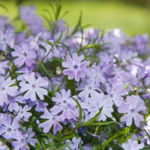 Phlox Subulata 'Blue Emerald', Phlox 'Blue Emerald', Alpine Phlox 'Blue Emerald', Moss Phlox 'Blue Emerald', Creeping phlox 'Blue Emerald', Blue Phlox, Blue flowers