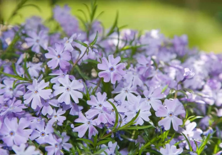 Phlox Subulata 'Blue Emerald', Phlox 'Blue Emerald', Alpine Phlox 'Blue Emerald', Moss Phlox 'Blue Emerald', Creeping phlox 'Blue Emerald', Blue Phlox, Blue flowers