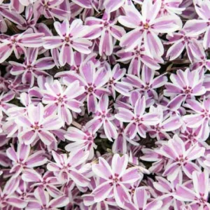 Phlox Subulata 'Candy Stripe', Phlox 'Candy Stripe', Alpine Phlox 'Candy Stripe', Moss Phlox 'Candy Stripe', Creeping phlox 'Candy Stripe', Pink Phlox, Alpine Phlox 'Candy Stripe', Moss Phlox 'Candy Stripe', Creeping Phlox 'Candy Stripe', Alpine P