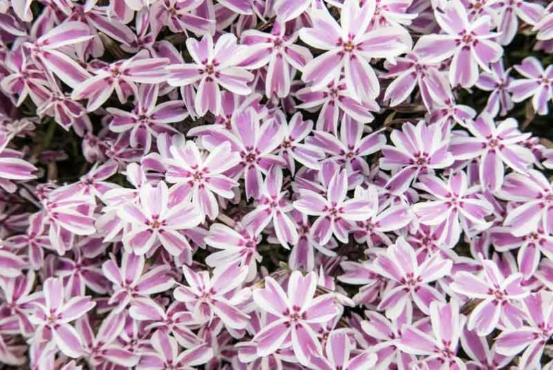 Phlox Subulata 'Candy Stripe', Phlox 'Candy Stripe', Alpine Phlox 'Candy Stripe', Moss Phlox 'Candy Stripe', Creeping phlox 'Candy Stripe', Pink Phlox, Alpine Phlox 'Candy Stripe', Moss Phlox 'Candy Stripe', Creeping Phlox 'Candy Stripe', Alpine P