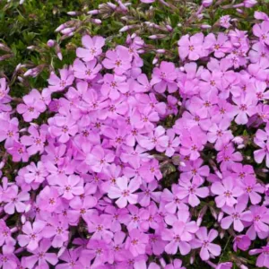Phlox Subulata 'Emerald Pink', Phlox 'Emerald Pink', Alpine Phlox 'Emerald Pink', Moss Phlox 'Emerald Pink', Creeping phlox 'Emerald Pink', Pink Phlox, Pink flowers