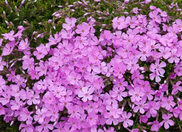 Phlox Subulata 'Emerald Pink', Phlox 'Emerald Pink', Alpine Phlox 'Emerald Pink', Moss Phlox 'Emerald Pink', Creeping phlox 'Emerald Pink', Pink Phlox, Pink flowers