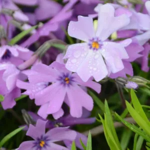 Phlox Subulata 'Purple Beauty', Phlox 'Purple Beauty', Alpine Phlox 'Purple Beauty', Moss Phlox 'Purple Beauty', Creeping phlox 'Purple Beauty', Purple Phlox, Purple flowers