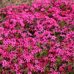 Phlox Subulata 'Red Wings', Phlox 'Red Wings', Alpine Phlox 'Red Wings', Moss Phlox 'Red Wings', Creeping phlox 'Red Wings', Red Phlox, Red flowers