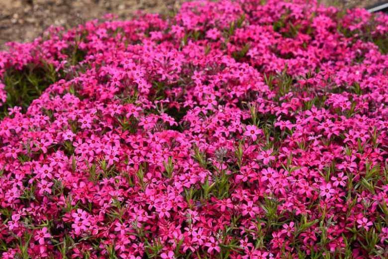 Phlox Subulata 'Red Wings', Phlox 'Red Wings', Alpine Phlox 'Red Wings', Moss Phlox 'Red Wings', Creeping phlox 'Red Wings', Red Phlox, Red flowers