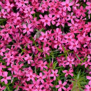 Phlox Subulata 'Scarlet Flame', Phlox 'Scarlet Flame', Alpine Phlox 'Scarlet Flame', Moss Phlox 'Scarlet Flame', Creeping phlox 'Scarlet Flame', Pink Phlox, Pink flowers