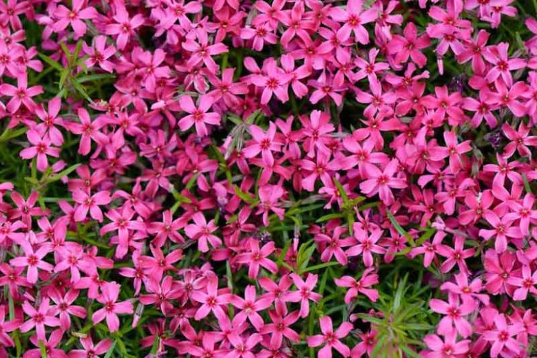 Phlox Subulata 'Scarlet Flame', Phlox 'Scarlet Flame', Alpine Phlox 'Scarlet Flame', Moss Phlox 'Scarlet Flame', Creeping phlox 'Scarlet Flame', Pink Phlox, Pink flowers