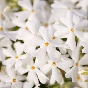 Phlox Subulata 'Snowflake', Phlox 'Snowflake', Alpine Phlox 'Snowflake', Moss Phlox 'Snowflake', Creeping phlox 'Snowflake', White Phlox, White flowers