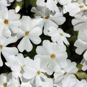 Phlox Subulata 'White Delight', Phlox 'White Delight', Alpine Phlox 'White Delight', Moss Phlox 'White Delight', Creeping phlox 'White Delight', White Phlox, White flowers
