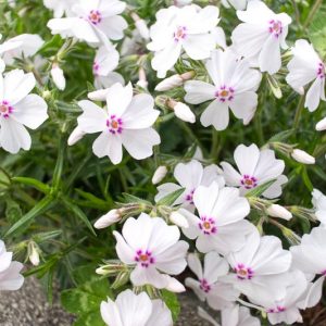 Phlox Subulata 'Amazing Grace', Phlox 'Amazing Grace, Alpine Phlox 'Amazing Grace', Moss Phlox 'Amazing Grace', Creeping phlox 'Amazing Grace', White Phlox, White flowers