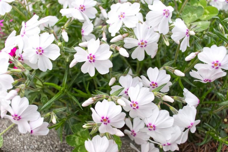 Phlox Subulata 'Amazing Grace', Phlox 'Amazing Grace, Alpine Phlox 'Amazing Grace', Moss Phlox 'Amazing Grace', Creeping phlox 'Amazing Grace', White Phlox, White flowers