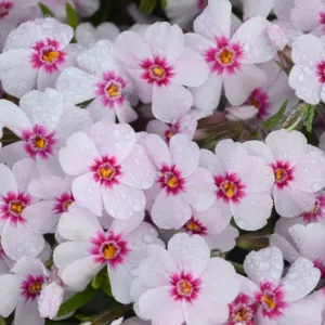 Phlox Subulata 'Coral Eye', Phlox 'Coral Eye, Alpine Phlox 'Coral Eye', Moss Phlox 'Coral Eye', Creeping phlox 'Coral Eye', White Phlox, White flowers