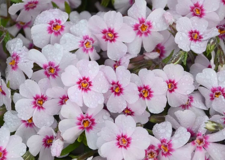 Phlox Subulata 'Coral Eye', Phlox 'Coral Eye, Alpine Phlox 'Coral Eye', Moss Phlox 'Coral Eye', Creeping phlox 'Coral Eye', White Phlox, White flowers