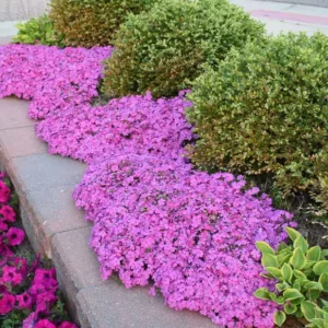 Phlox Subulata 'Drummond's Pink', Phlox 'Drummond's Pink', Alpine Phlox 'Drummond's Pink', Moss Phlox 'Drummond's Pink', Creeping phlox 'Drummond's Pink', Pink Phlox, Pink flowers