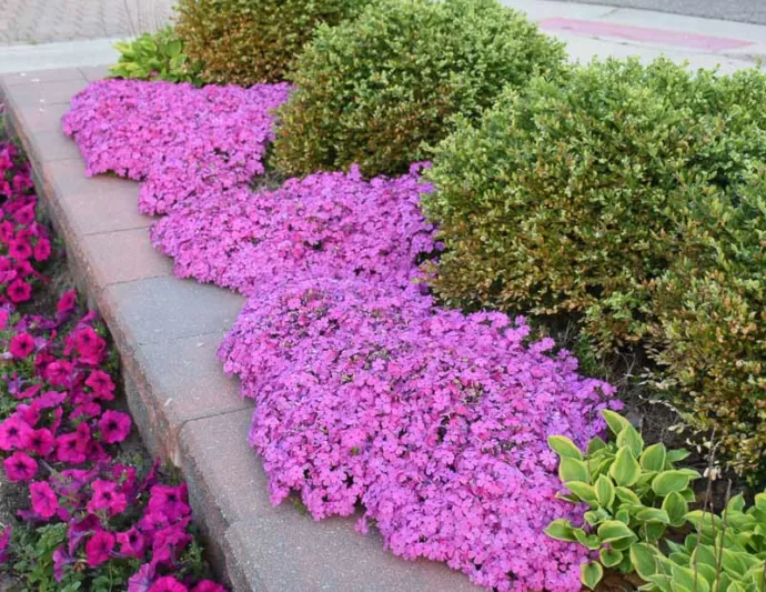 Phlox Subulata 'Drummond's Pink', Phlox 'Drummond's Pink', Alpine Phlox 'Drummond's Pink', Moss Phlox 'Drummond's Pink', Creeping phlox 'Drummond's Pink', Pink Phlox, Pink flowers