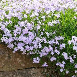 Phlox Subulata 'Emerald Cushion Blue', Phlox 'Emerald Cushion Blue', Alpine Phlox 'Emerald Cushion Blue', Moss Phlox 'Emerald Cushion Blue', Creeping phlox 'Emerald Cushion Blue', Blue Phlox, Blue flowers