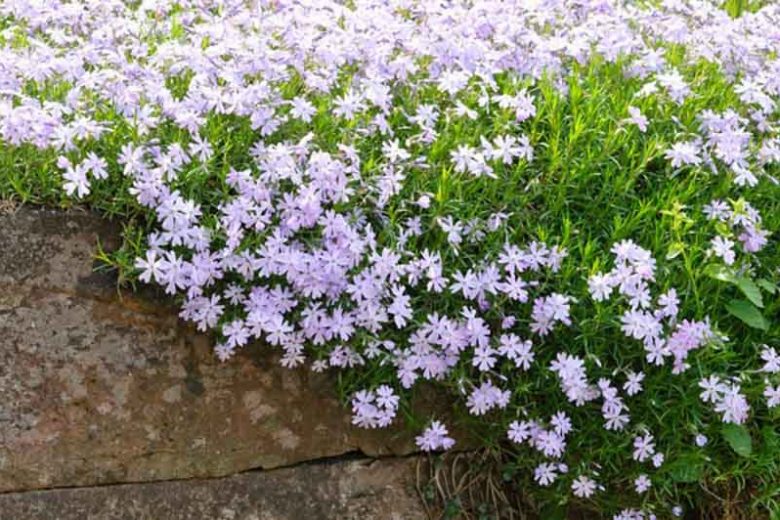 Phlox Subulata 'Emerald Cushion Blue', Phlox 'Emerald Cushion Blue', Alpine Phlox 'Emerald Cushion Blue', Moss Phlox 'Emerald Cushion Blue', Creeping phlox 'Emerald Cushion Blue', Blue Phlox, Blue flowers