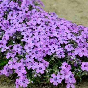 Phlox Subulata 'Eye Shadow', Phlox 'Eye Shadow', Alpine Phlox 'Eye Shadow', Moss Phlox 'Eye Shadow', Creeping phlox 'Eye Shadow', Pink Phlox, Pink flowers, Purple Phlox, Purple Flowers
