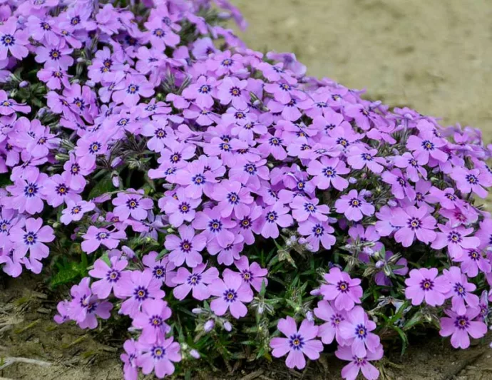 Phlox Subulata 'Eye Shadow', Phlox 'Eye Shadow', Alpine Phlox 'Eye Shadow', Moss Phlox 'Eye Shadow', Creeping phlox 'Eye Shadow', Pink Phlox, Pink flowers, Purple Phlox, Purple Flowers