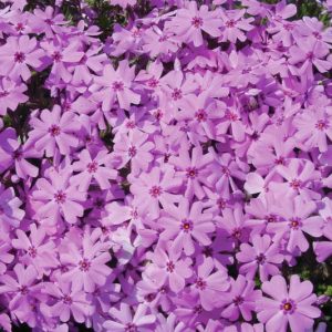 Phlox Subulata 'North Hills', Phlox 'North Hills, Alpine Phlox 'North Hills', Moss Phlox 'North Hills', Creeping phlox 'North Hills', White Phlox, White flowers