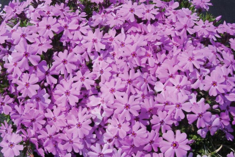 Phlox Subulata 'North Hills', Phlox 'North Hills, Alpine Phlox 'North Hills', Moss Phlox 'North Hills', Creeping phlox 'North Hills', White Phlox, White flowers