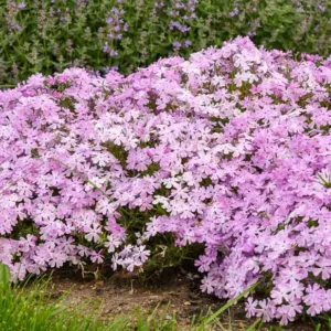 Phlox Subulata 'Pink Sparkles', Phlox 'Pink Sparkles', Alpine Phlox 'Pink Sparkles', Moss Phlox 'Pink Sparkles', Creeping phlox 'Pink Sparkles', Pink Phlox, Pink flowers