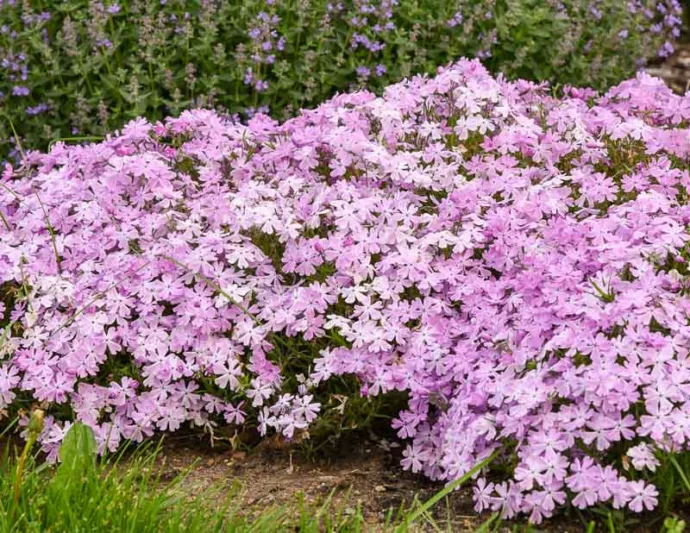 Phlox Subulata 'Pink Sparkles', Phlox 'Pink Sparkles', Alpine Phlox 'Pink Sparkles', Moss Phlox 'Pink Sparkles', Creeping phlox 'Pink Sparkles', Pink Phlox, Pink flowers