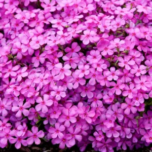Phlox Subulata 'Ruby Riot', Phlox 'Ruby Riot', Alpine Phlox 'Ruby Riot', Moss Phlox 'Ruby Riot', Creeping phlox 'Ruby Riot', Pink Phlox, Pink flowers