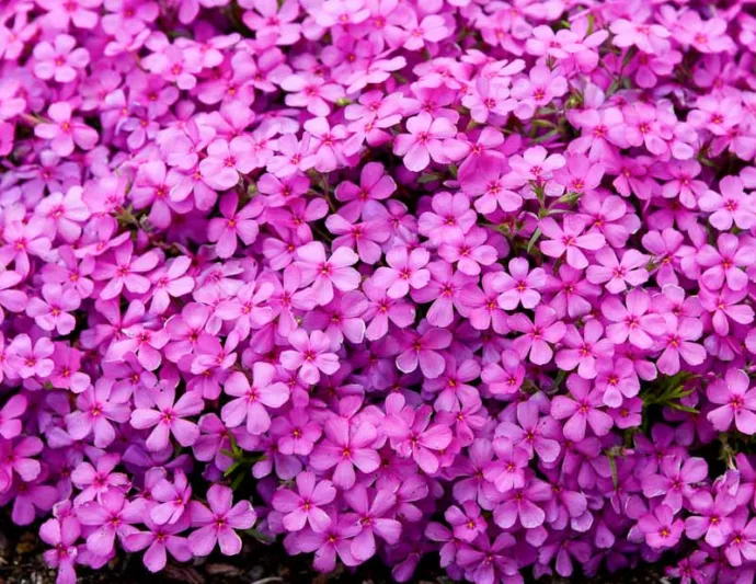 Phlox Subulata 'Ruby Riot', Phlox 'Ruby Riot', Alpine Phlox 'Ruby Riot', Moss Phlox 'Ruby Riot', Creeping phlox 'Ruby Riot', Pink Phlox, Pink flowers