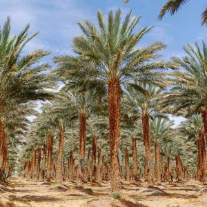 Phoenix dactylifera, Date Palm, Drought tolerant tree, Palm Tree