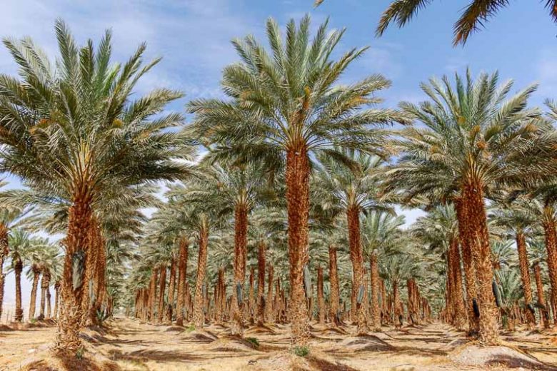 Phoenix dactylifera, Date Palm, Drought tolerant tree, Palm Tree