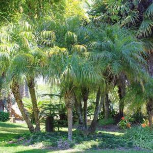 Phoenix roebelenii, Miniature Date Palm, Pygmy Date Palm, Roebelin Palm, Drought tolerant tree, Palm Tree