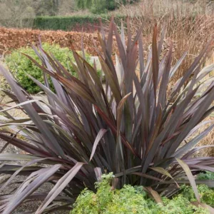Phormium tenax 'All Black', New Zealand flax 'All Black', Phormium 'All Black', Dark Phormium, Hardy Phormium, Bronze Phormium, Chocolate Phormium, Purple Phormium