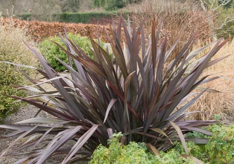 Phormium tenax 'All Black', New Zealand flax 'All Black', Phormium 'All Black', Dark Phormium, Hardy Phormium, Bronze Phormium, Chocolate Phormium, Purple Phormium