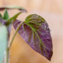 Phosphorus Deficiency, Identify Phosphorus Deficiency, Phosphorus Deficiency Symptoms, Prevent Phosphorus Deficiency, Treat Phosphorus Deficiency