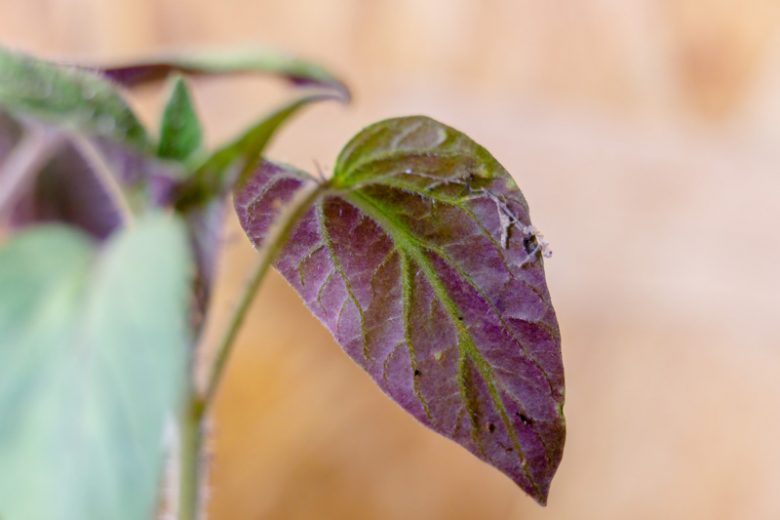 Phosphorus Deficiency, Identify Phosphorus Deficiency, Phosphorus Deficiency Symptoms, Prevent Phosphorus Deficiency, Treat Phosphorus Deficiency