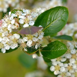 Photinia floribunda, Purple Chokeberry, Red Chokeberry, Aronia arbutifolia var. atropurpurea, Aronia atropurpurea, Aronia floribunda, Aronia x prunifolia, Pyrus floribunda, Sorbus arbutifolia var. atropurpurea