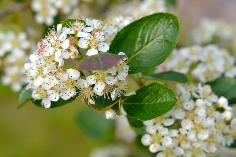 Photinia floribunda, Purple Chokeberry, Red Chokeberry, Aronia arbutifolia var. atropurpurea, Aronia atropurpurea, Aronia floribunda, Aronia x prunifolia, Pyrus floribunda, Sorbus arbutifolia var. atropurpurea