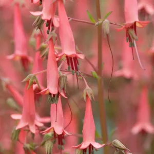 Phygelius × rectus 'African Queen',  Cape Fuchsia 'African Queen', Cape Figwort 'African Queen', Summer blooms, Hummingbird plants