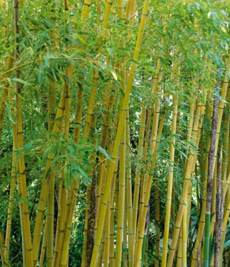 Phyllostachys aurea, Fish-Pole Bamboo, Golden Bamboo, Yellow Bamboo, Running Bamboo, Evergreen Bamboo, Shade plants, shade perennial, plants for shade, plants for wet soil