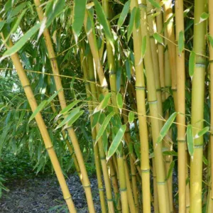 Phyllostachys aureosulcata f. aureocaulis, Yellow Grove Bamboo, Phyllostachys aureocaulis, Phyllostachys aureosulcata 'Aureocaulis', Running Bamboo, Evergreen Bamboo, Shade plants, shade perennial, plants for shade, plants for wet soil