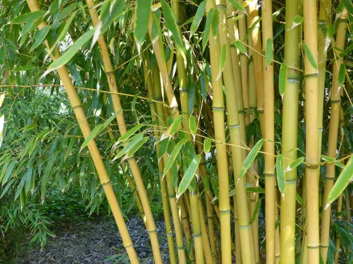 Phyllostachys aureosulcata f. aureocaulis, Yellow Grove Bamboo, Phyllostachys aureocaulis, Phyllostachys aureosulcata 'Aureocaulis', Running Bamboo, Evergreen Bamboo, Shade plants, shade perennial, plants for shade, plants for wet soil