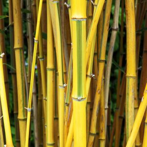 Phyllostachys aureosulcata f. spectabilis, Showy Yellow Grove Bamboo, Phyllostachys aureosulcata 'Spectabilis', Running Bamboo, Evergreen Bamboo, Shade plants, shade perennial, plants for shade, plants for wet soil