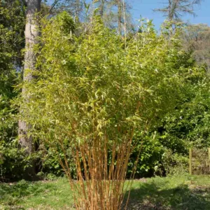Phyllostachys bambusoides 'Holochrysa', Allgold Bamboo, Running Bamboo, Evergreen Bamboo, Shade plants, shade perennial, plants for shade, plants for wet soil