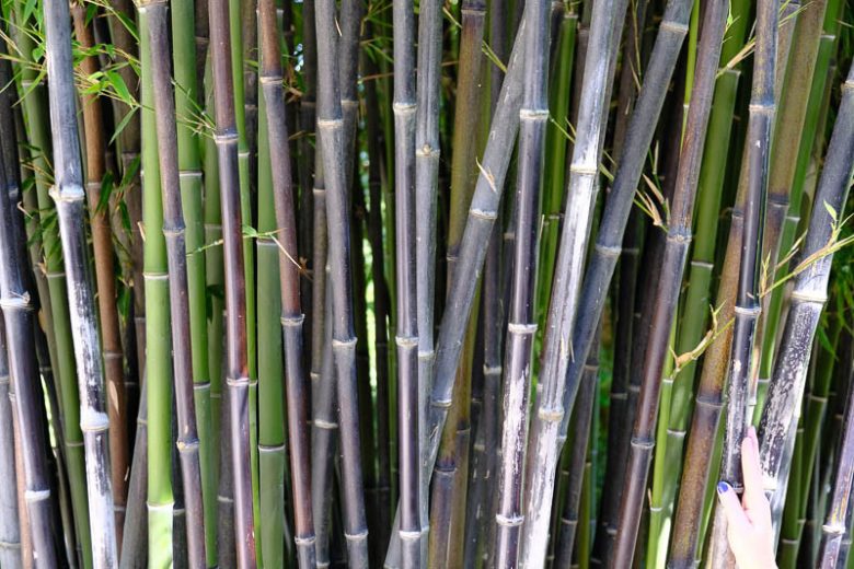 Phyllostachys nigra, Black Bamboo, Whangee Cane, Kuro-Chiku, Bambusa nigra, Running Bamboo, Evergreen Bamboo, Shade plants, shade perennial, plants for shade, plants for wet soil