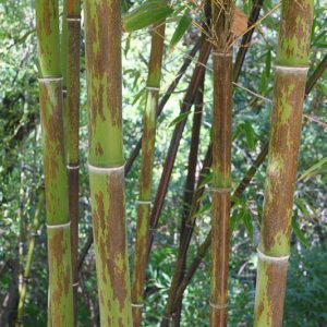 Phyllostachys nigra 'Boryana', Tiger Bamboo, Leopard Bamboo, Black Bamboo 'Boryana', Phyllostachys nigra 'Bory', Phyllostachys boryana, Running Bamboo, Evergreen Bamboo, Shade plants, shade perennial, plants for shade, plants for wet soil