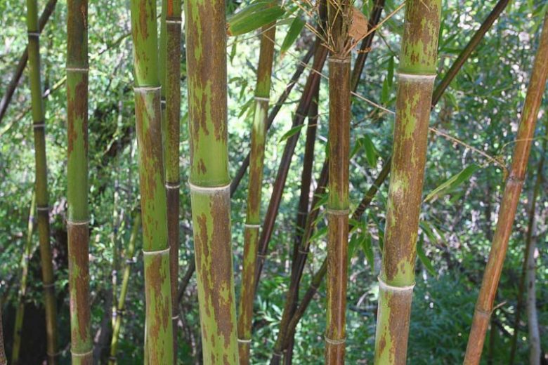 Phyllostachys nigra 'Boryana', Tiger Bamboo, Leopard Bamboo, Black Bamboo 'Boryana', Phyllostachys nigra 'Bory', Phyllostachys boryana, Running Bamboo, Evergreen Bamboo, Shade plants, shade perennial, plants for shade, plants for wet soil